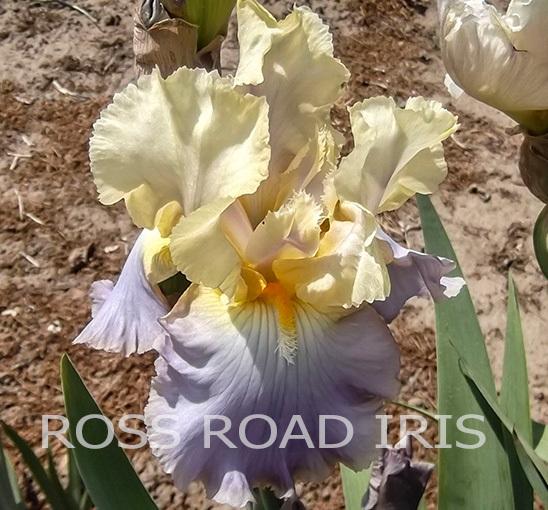 Photo of Tall Bearded Iris (Iris 'Lullaby of Spring') uploaded by monabaisch