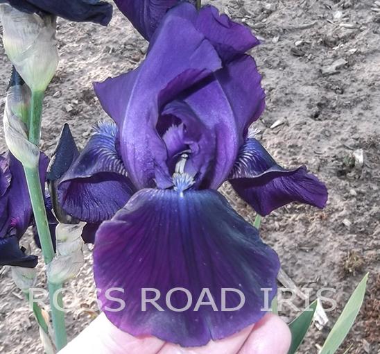 Photo of Tall Bearded Iris (Iris 'Tabu') uploaded by monabaisch