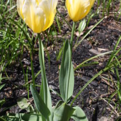 Location: My Garden, Ontario, Canada
Date: 2016-05-23
This tulip is extremely long-lived and has been in my garden for 