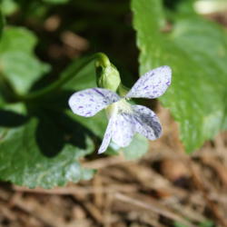 Location: My Garden, Ontario, Canada
Date: 2016-05-23
A lovely little violet that grows under my roses.