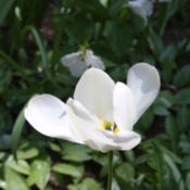 Tulip 'Purissima' opens wide before it fades.