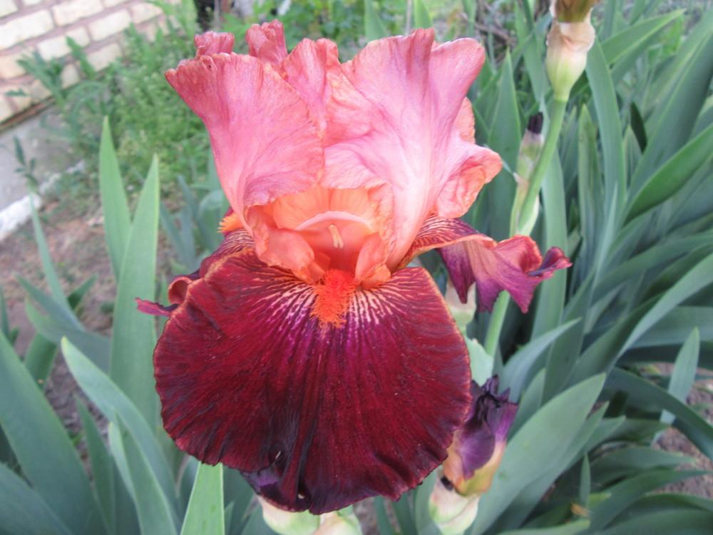 Photo of Tall Bearded Iris (Iris 'Backdraft') uploaded by tveguy3