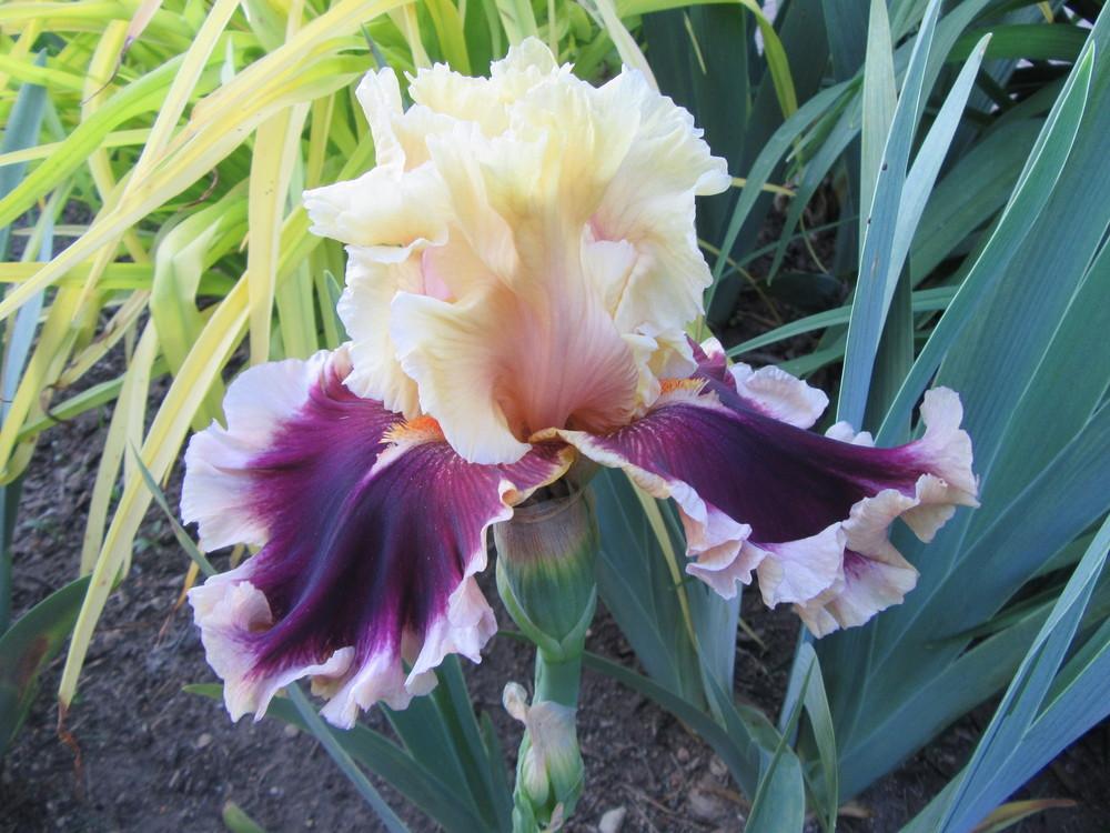 Photo of Tall Bearded Iris (Iris 'Make Mine Magic') uploaded by tveguy3