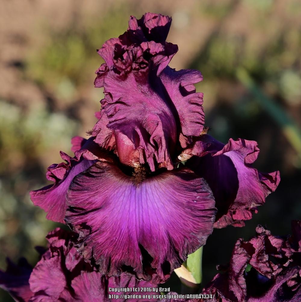 Photo of Tall Bearded Iris (Iris 'Dash of Burgundy') uploaded by ARUBA1334