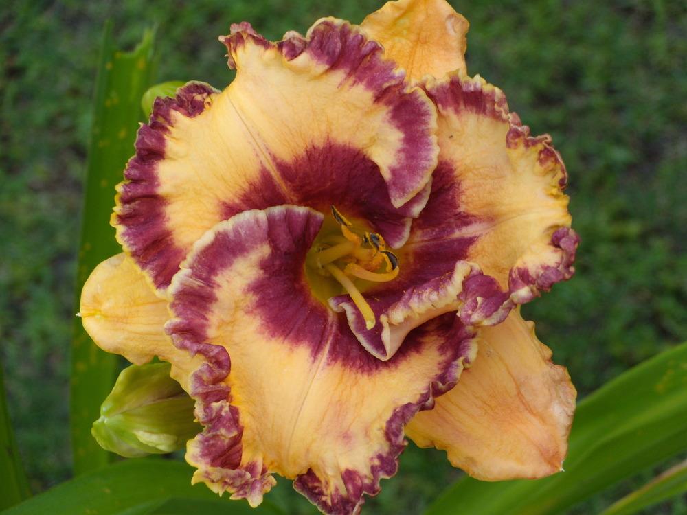 Photo of Daylily (Hemerocallis 'Spicy Connection') uploaded by Betja