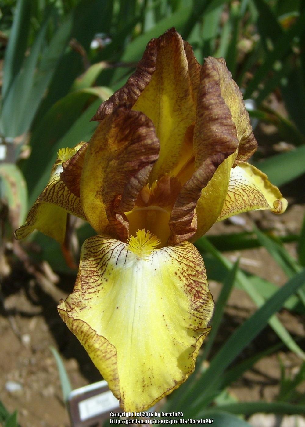 Photo of Tall Bearded Iris (Iris 'Royal Coach') uploaded by DaveinPA