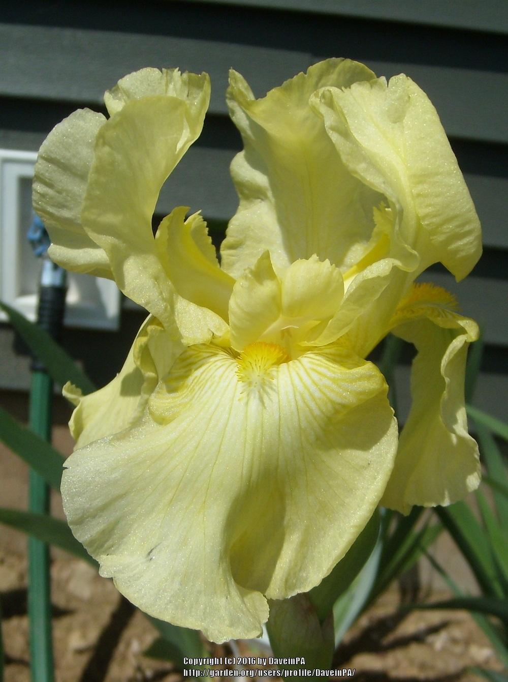 Photo of Tall Bearded Iris (Iris 'Amandine') uploaded by DaveinPA