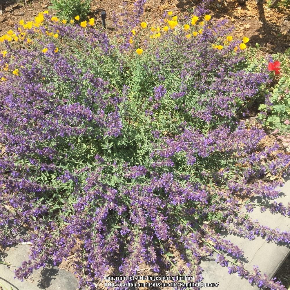 Photo of Catmint (Nepeta x faassenii 'Walker's Low') uploaded by HamiltonSquare