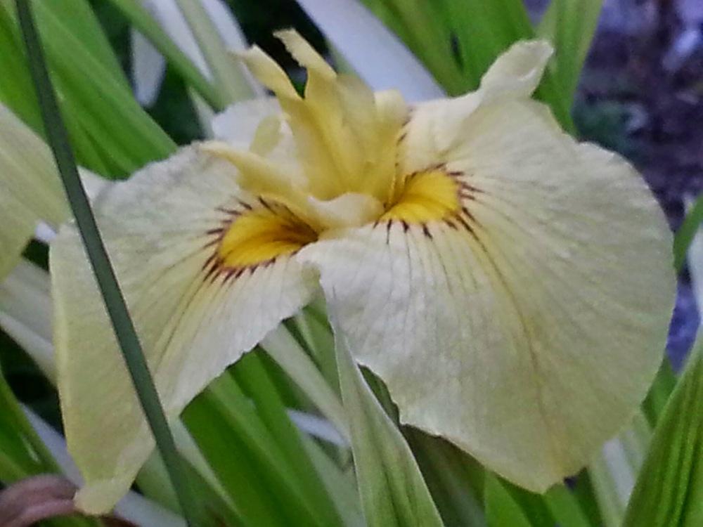 Photo of Species X Iris (Iris 'Aichi-no-Kagayaki') uploaded by In2art