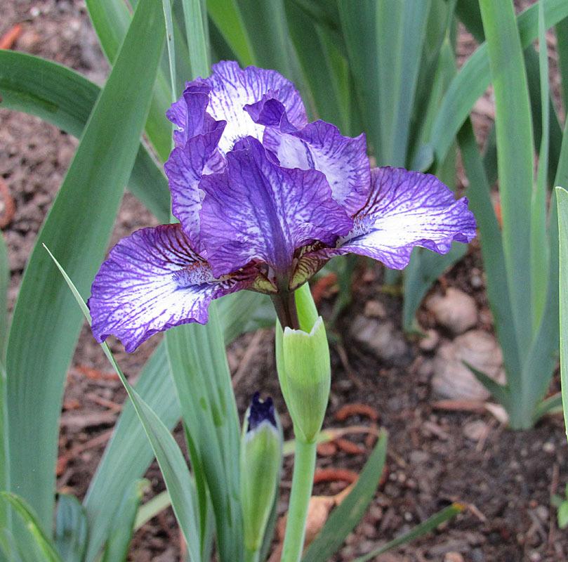 Photo of Standard Dwarf Bearded Iris (Iris 'Little Stitches') uploaded by Lestv