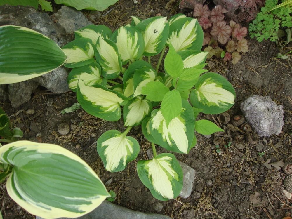 Photo of Hosta 'Trifecta' uploaded by Paul2032