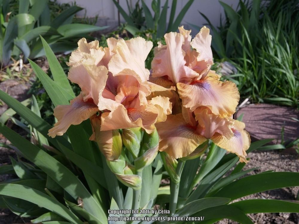 Photo of Intermediate Bearded Iris (Iris 'Country Dance') uploaded by Zencat