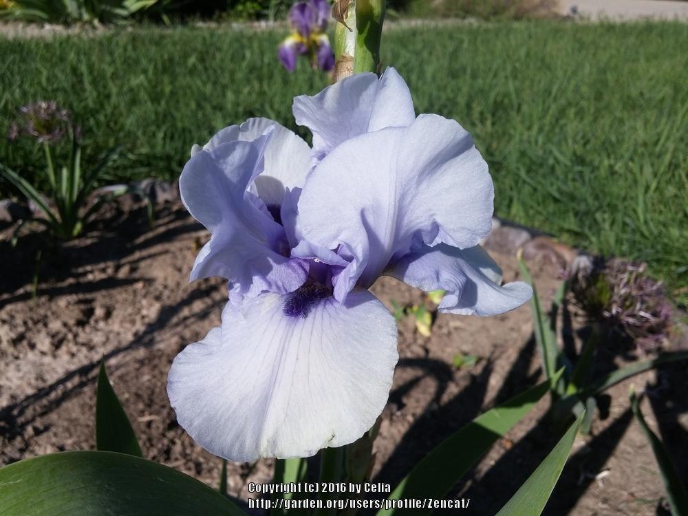 Photo of Border Bearded Iris (Iris 'Blackbeard') uploaded by Zencat