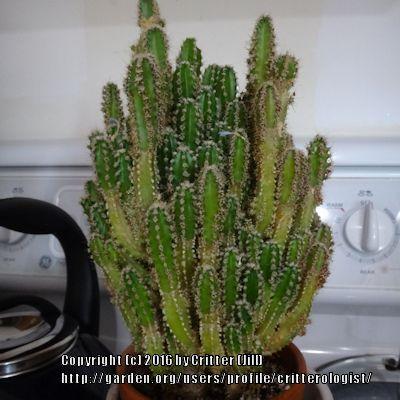 Photo of Monstrose Triangle Cactus (Acanthocereus tetragonus 'Fairy Castle') uploaded by critterologist