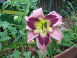 Thumb of 2016-05-24/gardenglory/29e951