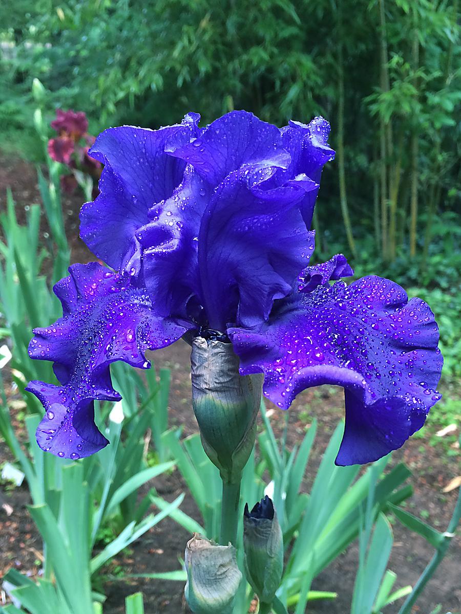 Photo of Tall Bearded Iris (Iris 'Devil's Lake') uploaded by lharvey16
