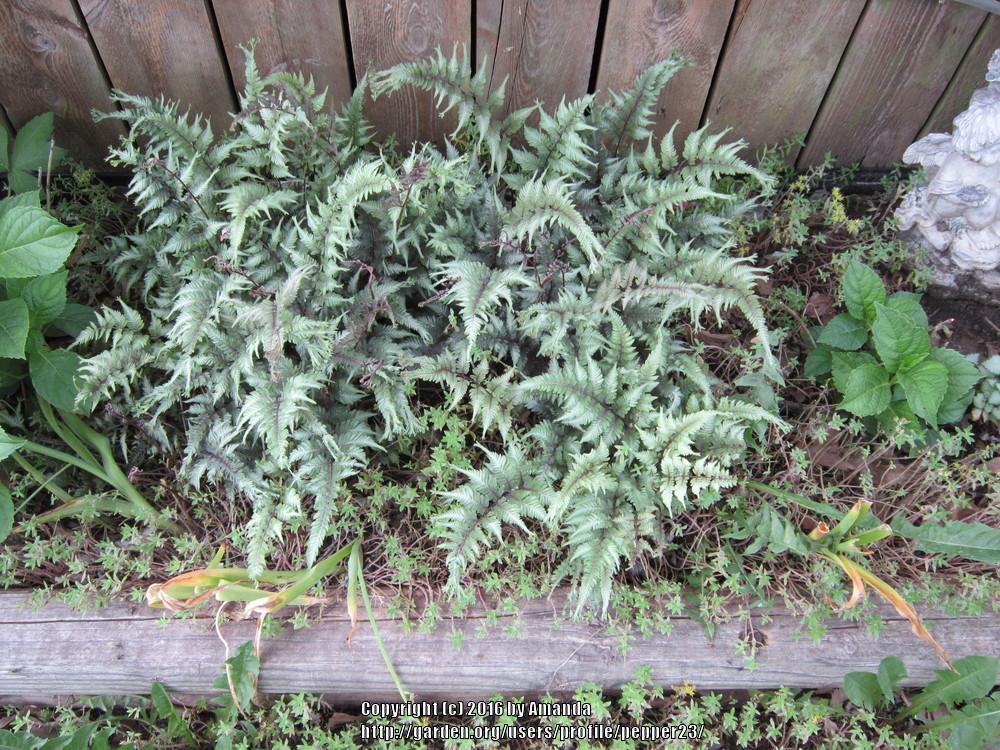 Photo of Japanese Painted Fern (Anisocampium niponicum) uploaded by pepper23