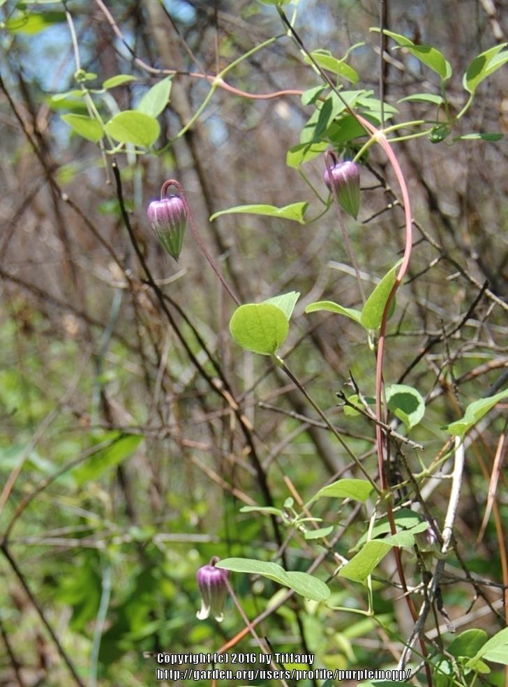 Photo of Netleaf Leatherflower (Clematis reticulata) uploaded by purpleinopp