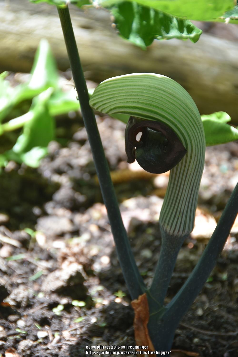 Photo of Cobra Lily (Arisaema ringens) uploaded by treehugger