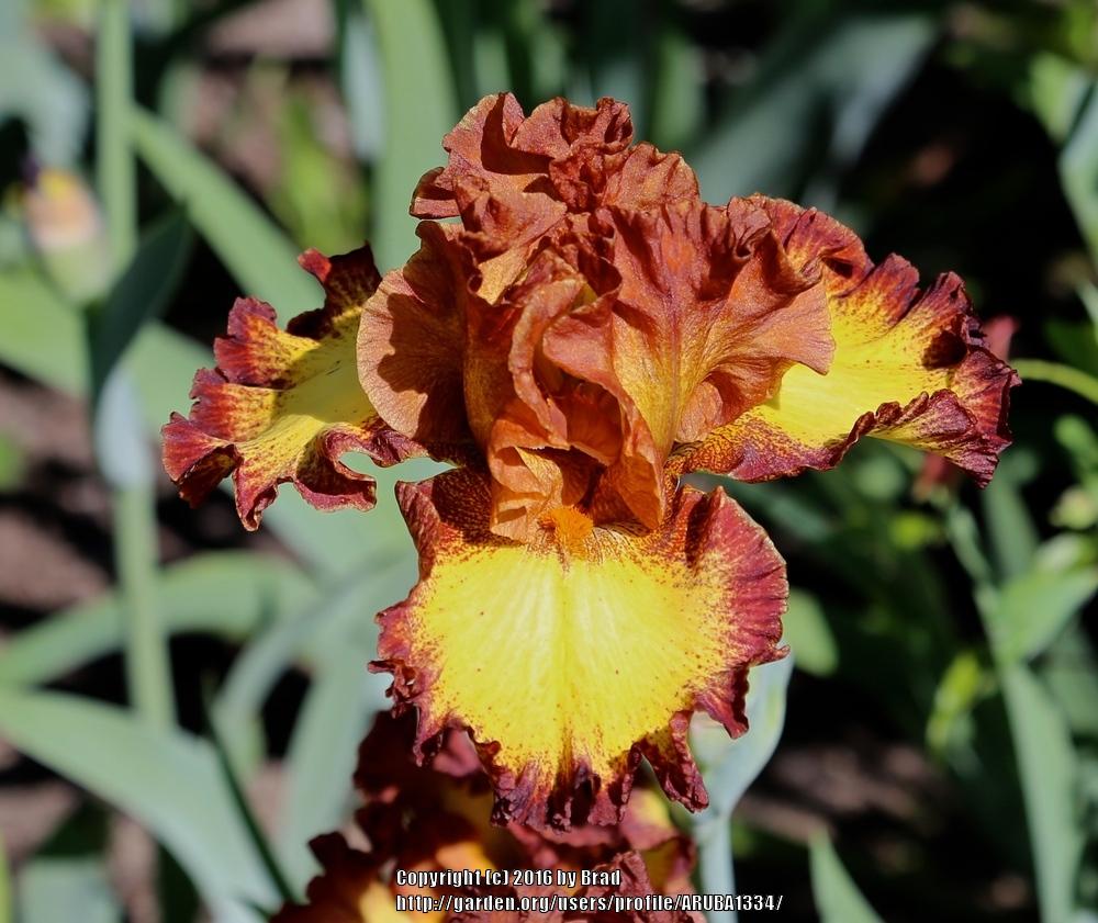 Photo of Tall Bearded Iris (Iris 'Bee My Honey') uploaded by ARUBA1334
