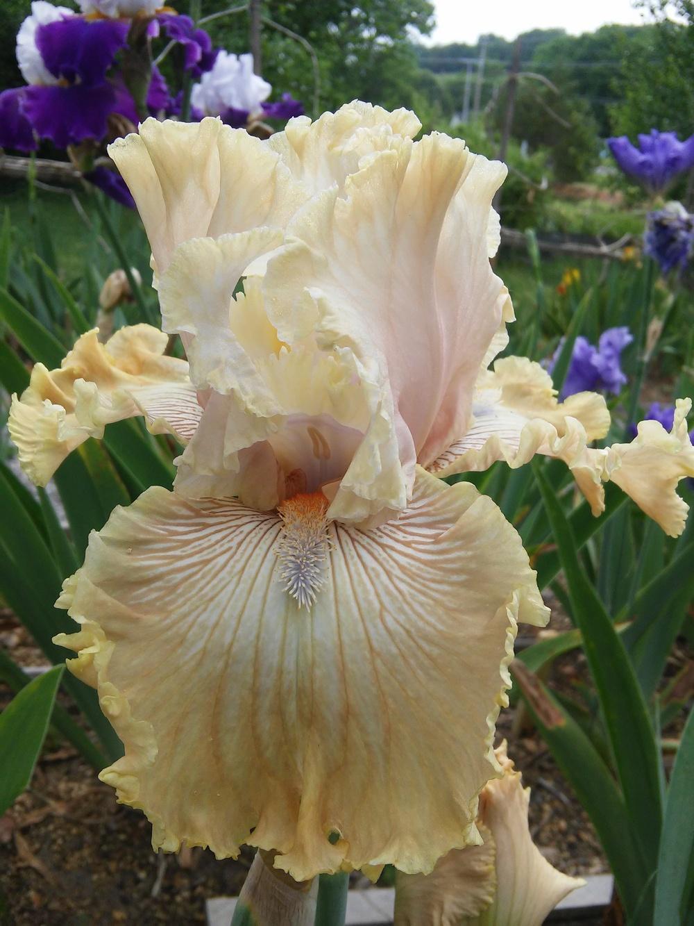 Photo of Tall Bearded Iris (Iris 'Sweetwater Pie Burns') uploaded by Chante