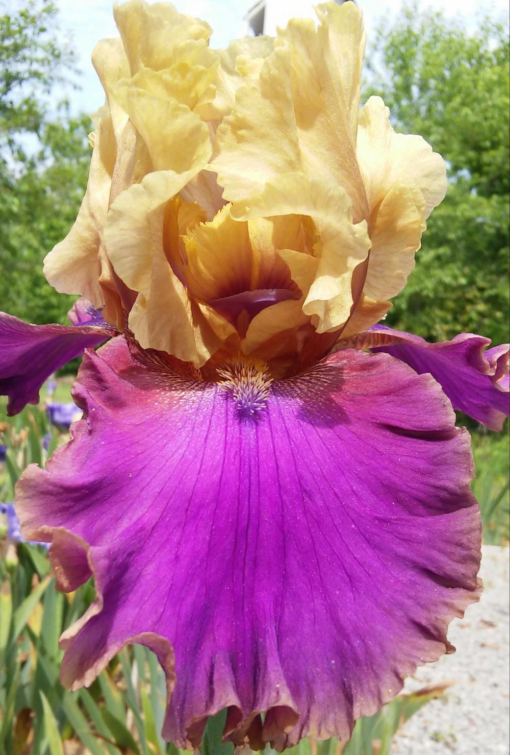 Photo of Tall Bearded Iris (Iris 'Deal or No Deal') uploaded by Chante