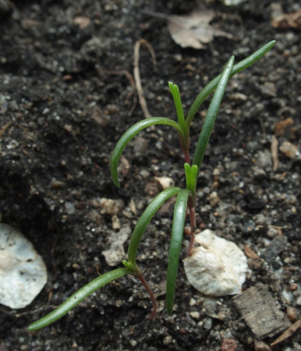 Photo of Okahijiki (Salsola komarovii) uploaded by Cyclaminist