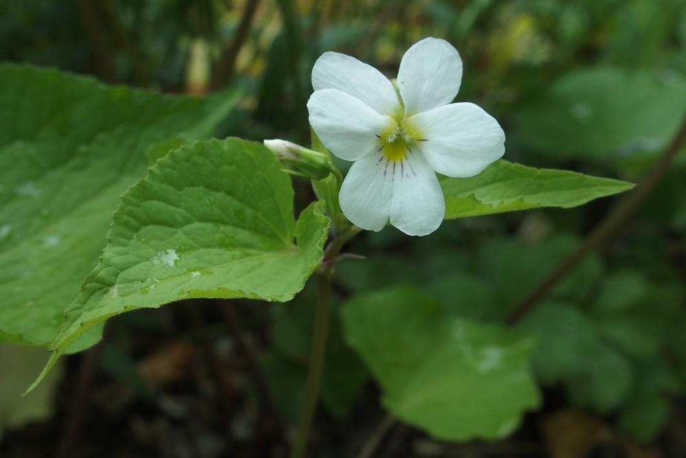 Photo of Canada Violet (Viola canadensis) uploaded by Cyclaminist
