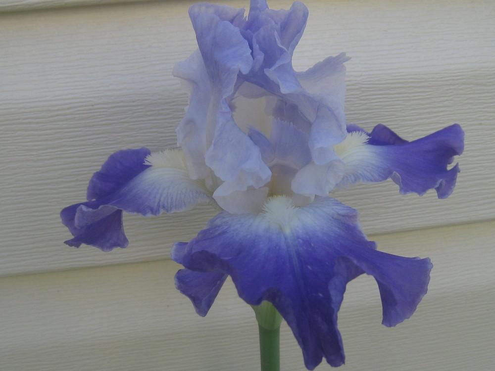 Photo of Tall Bearded Iris (Iris 'Clarence') uploaded by Hemophobic
