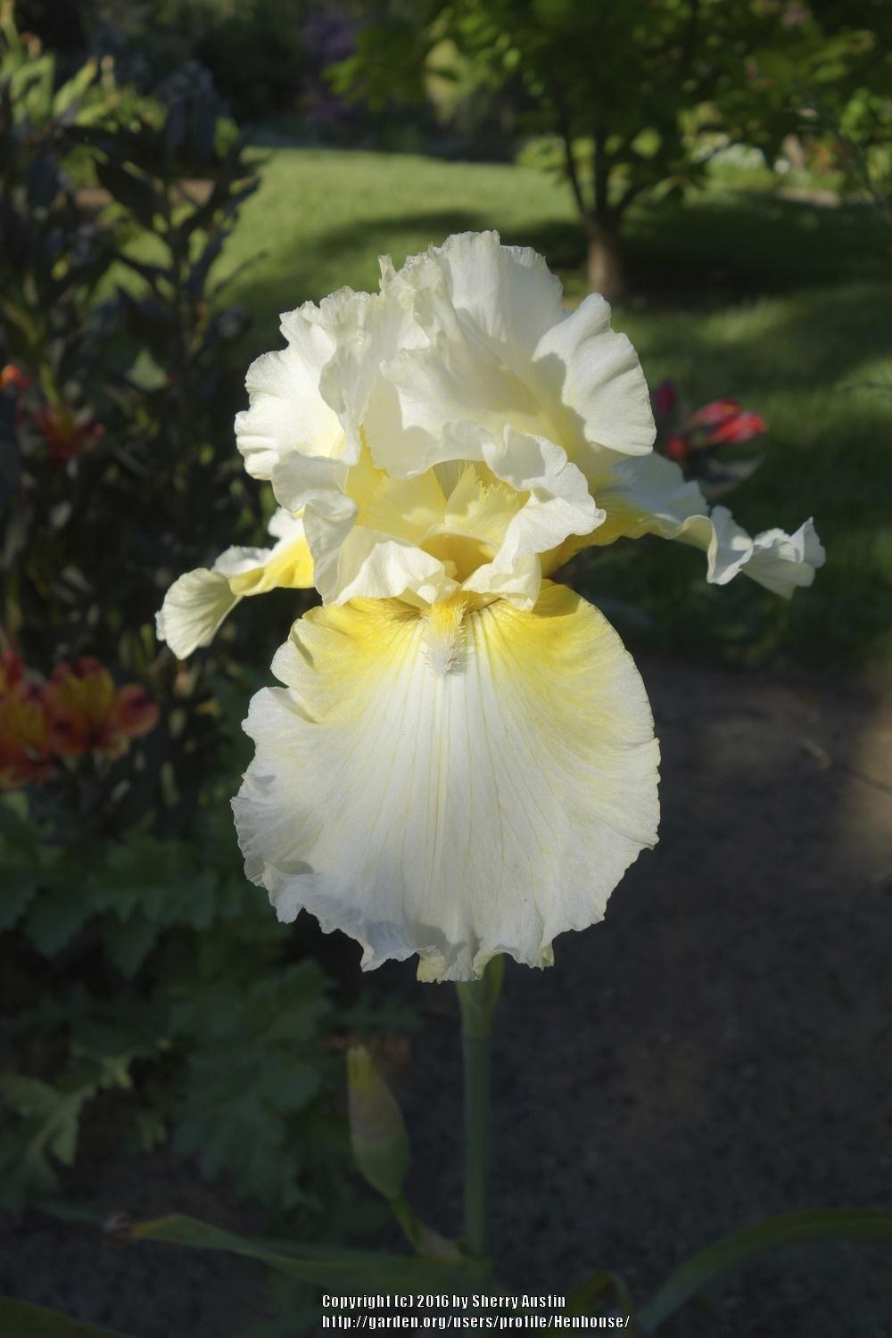 Photo of Tall Bearded Iris (Iris 'Hoss') uploaded by Henhouse