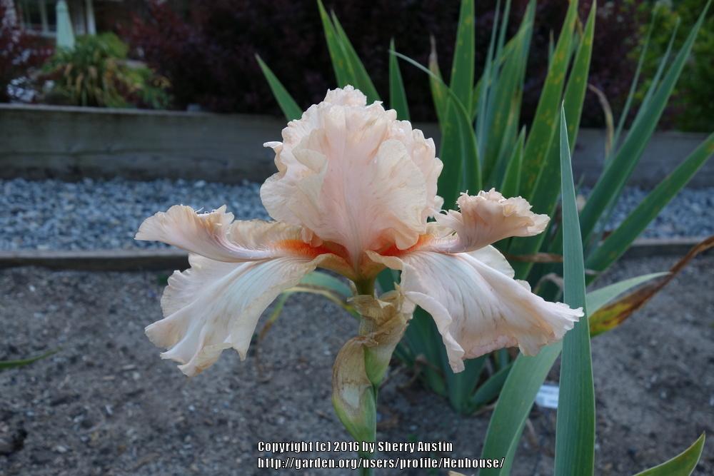 Photo of Tall Bearded Iris (Iris 'I Wuv Woses') uploaded by Henhouse