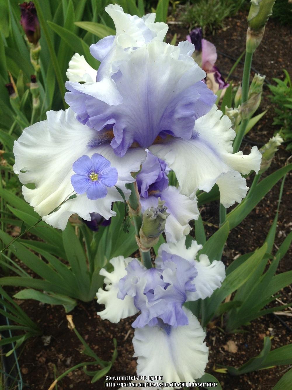 Photo of Tall Bearded Iris (Iris 'Willamette Mist') uploaded by HighdesertNiki
