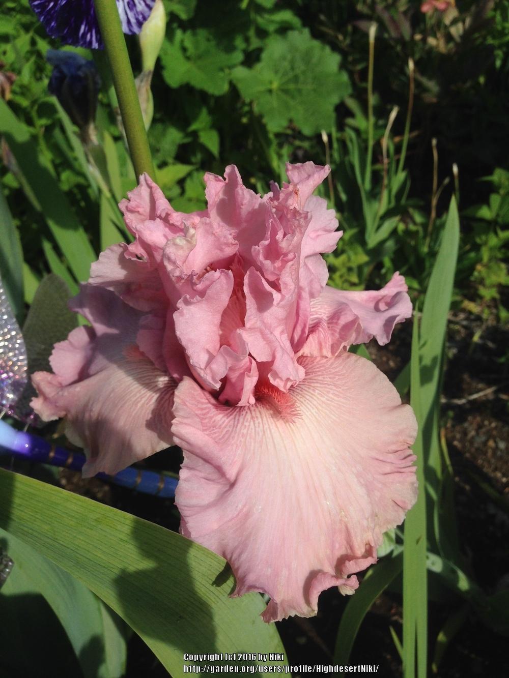Photo of Tall Bearded Iris (Iris 'Star Appeal') uploaded by HighdesertNiki