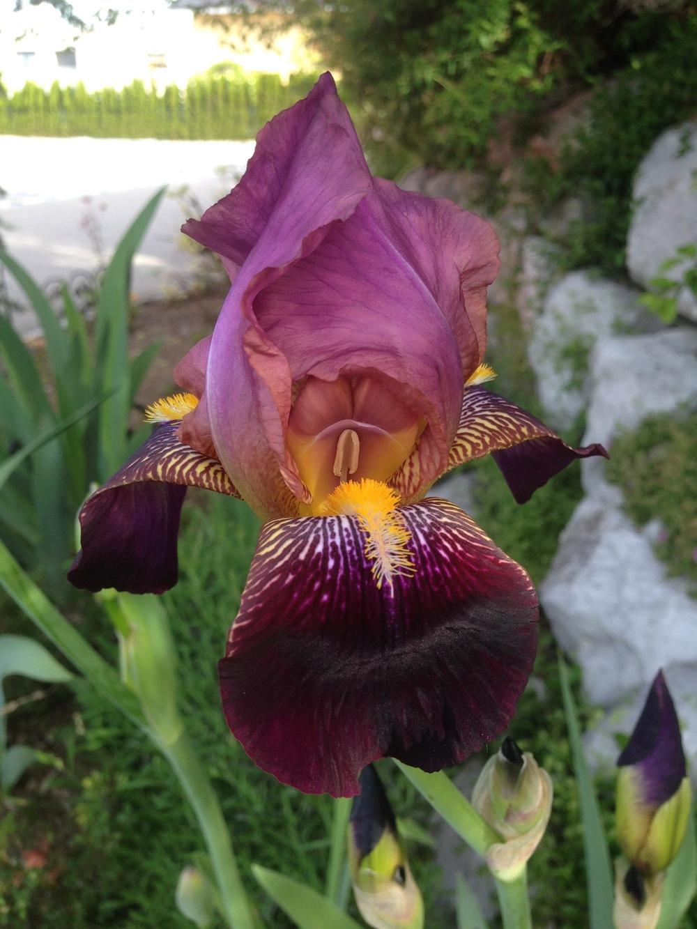 Photo of Tall Bearded Iris (Iris 'Voltigeur') uploaded by NancyF