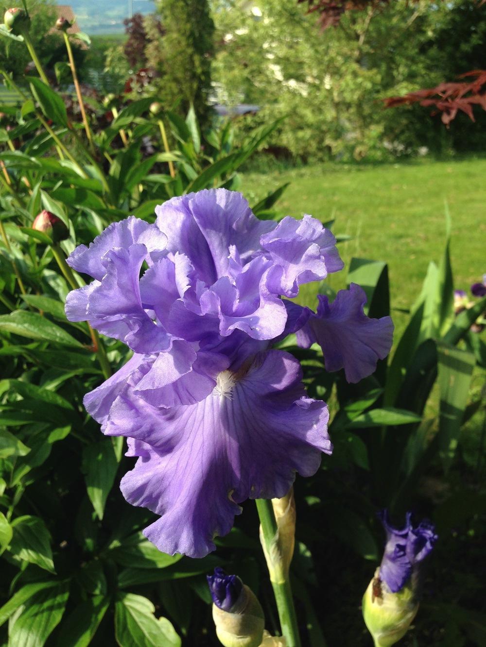Photo of Tall Bearded Iris (Iris 'Delta Blues') uploaded by NancyF