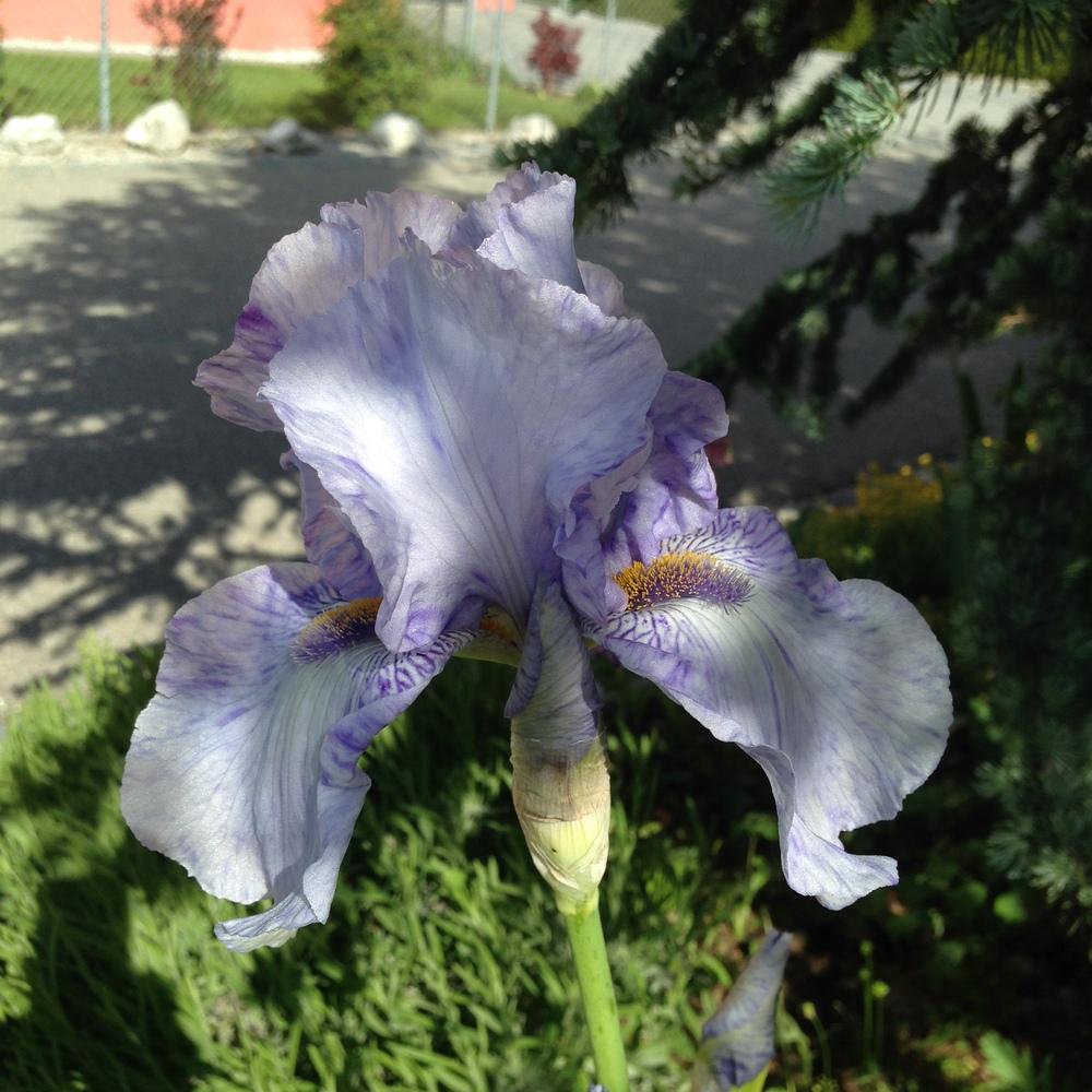 Photo of Tall Bearded Iris (Iris 'Gnu Blues') uploaded by NancyF