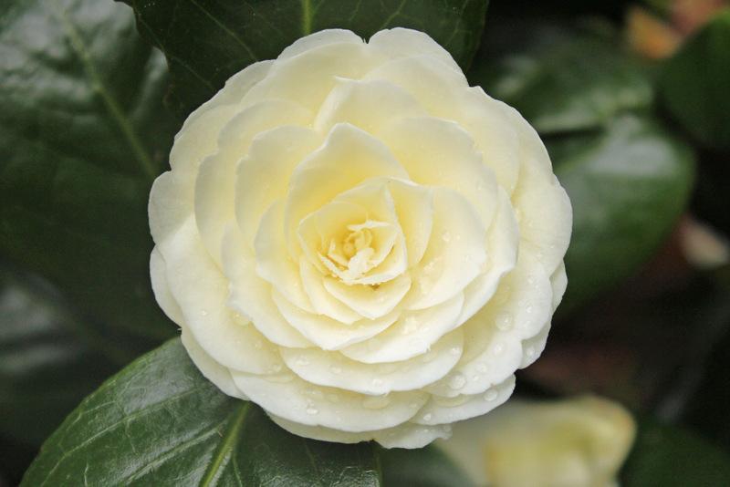 Photo of Japanese Camellia (Camellia japonica 'Dahlonega') uploaded by RuuddeBlock