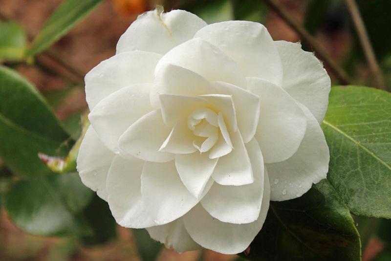 Photo of Japanese Camellia (Camellia japonica 'Nuccio's Gem') uploaded by RuuddeBlock