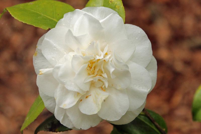 Photo of Japanese Camellia (Camellia japonica 'Alba Superba') uploaded by RuuddeBlock