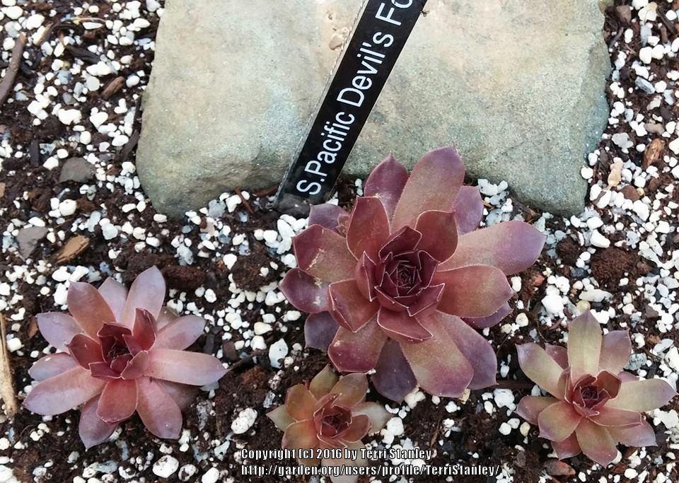 Photo of Hen and Chicks (Sempervivum 'Pacific Devil's Food') uploaded by TerriStanley