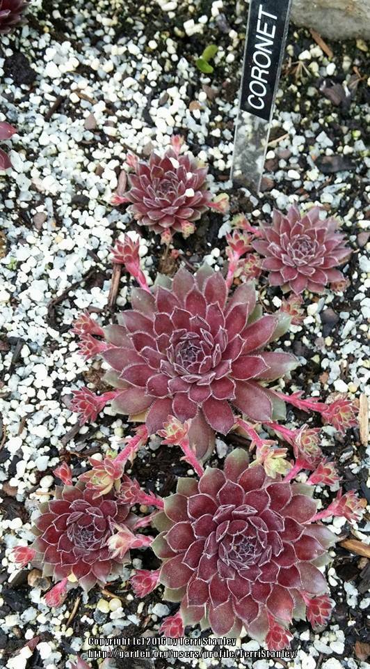 Photo of Hen and Chicks (Sempervivum 'Coronet') uploaded by TerriStanley