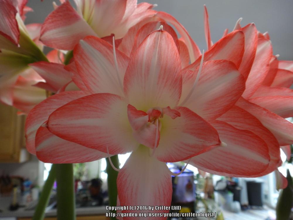 Photo of Amaryllis (Hippeastrum 'Blossom Peacock') uploaded by critterologist