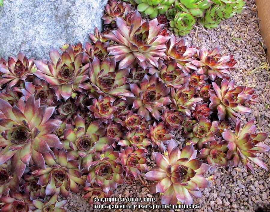 Photo of Hen and Chicks (Sempervivum 'Maria Laach') uploaded by goldfinch4