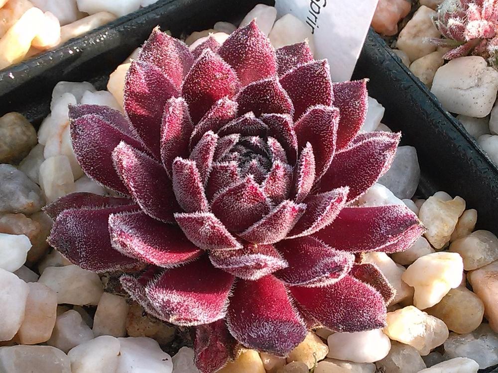 Photo of Hen and Chicks (Sempervivum 'Pacific Spring Frost') uploaded by jkbingh