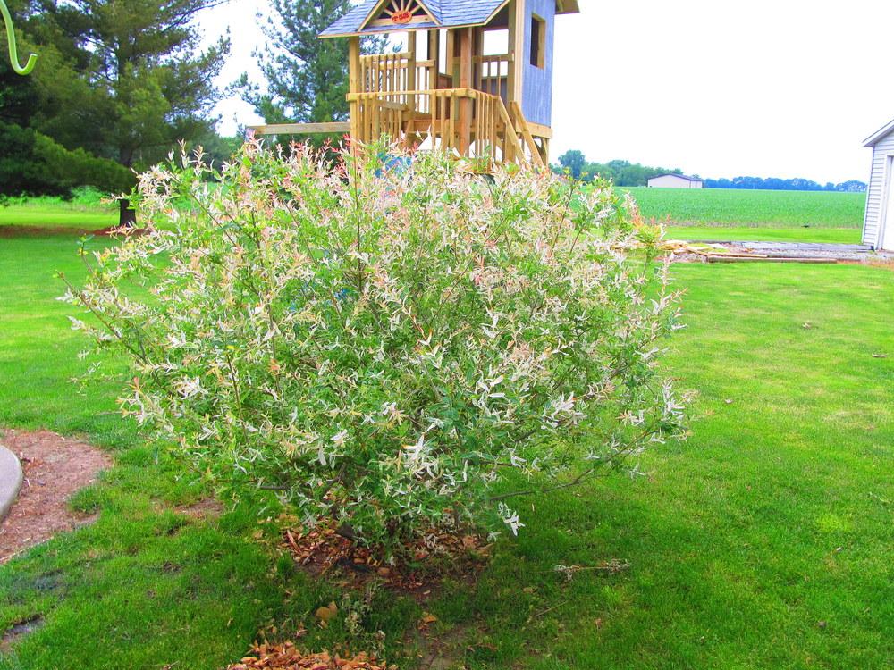 Photo of Dappled Willow (Salix integra 'Hakuro-nishiki') uploaded by jmorth