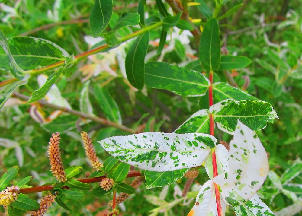 Photo of Dappled Willow (Salix integra 'Hakuro-nishiki') uploaded by jmorth
