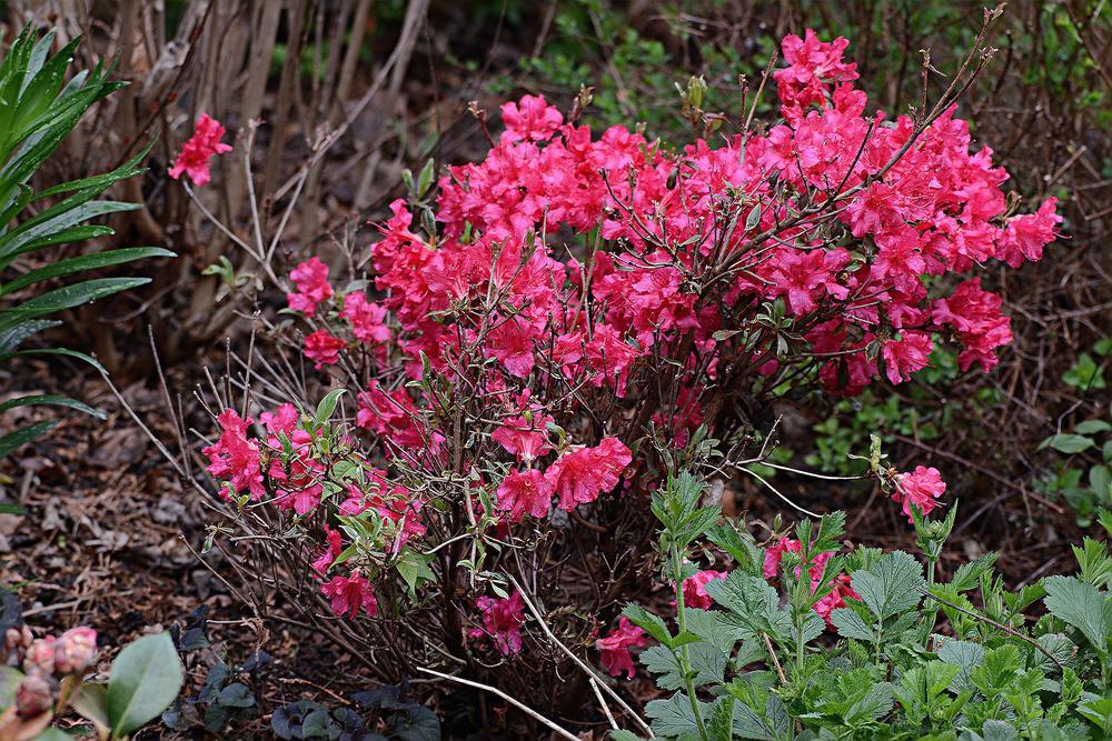 Photo of Evergreen Azalea (Rhododendron 'Silver Sword') uploaded by marsrover