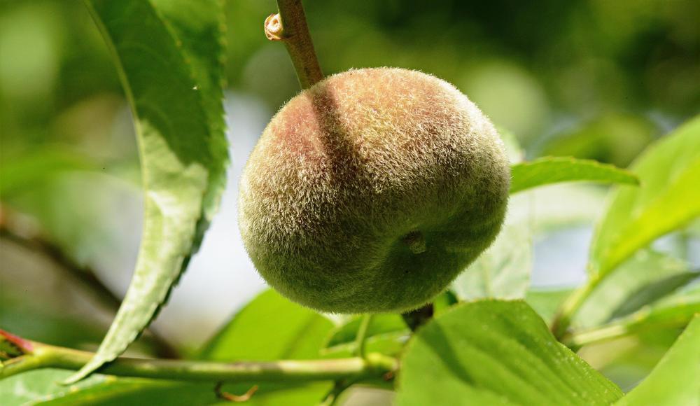 Photo of Saturn Peach (Prunus persica 'Saturn') uploaded by marsrover