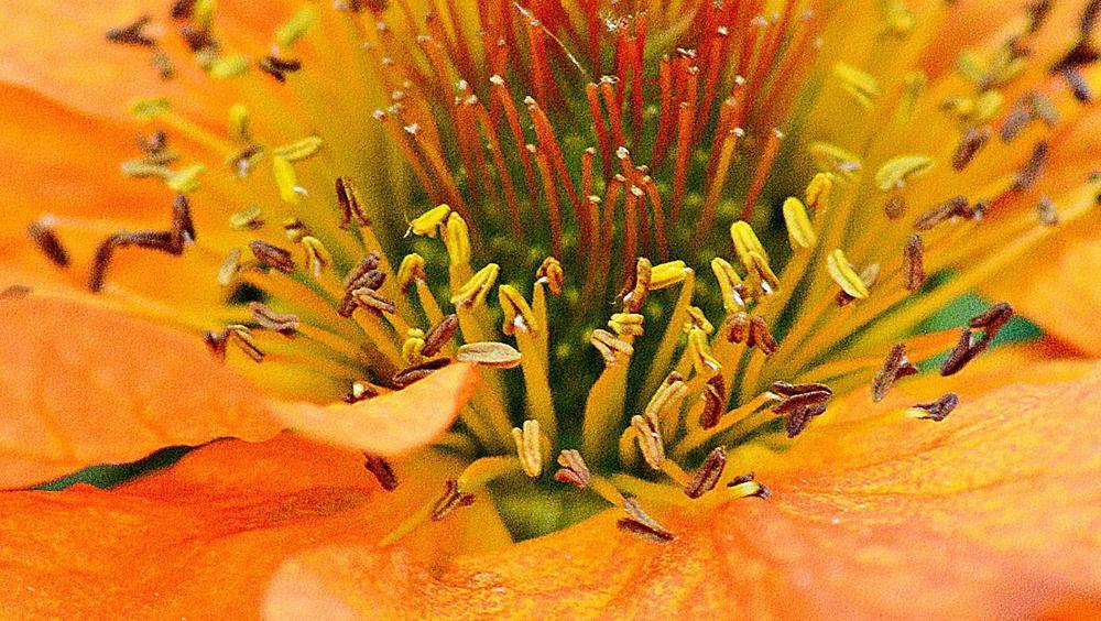 Photo of Avens (Geum 'Totally Tangerine') uploaded by marsrover