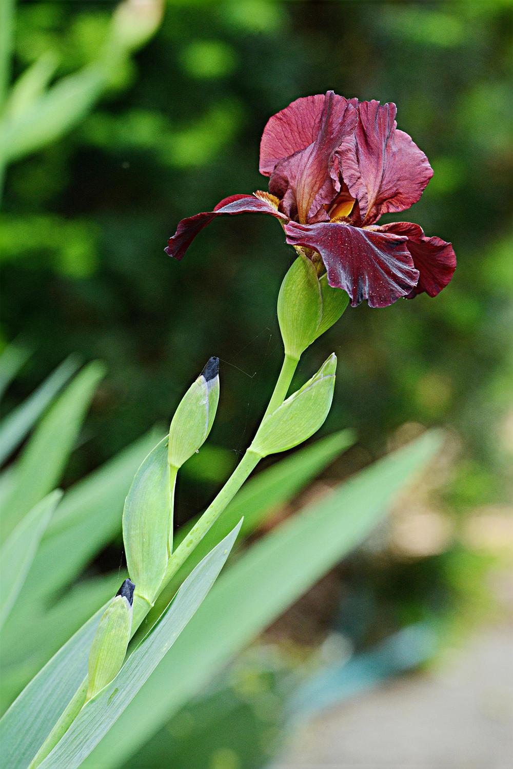 Photo of Tall Bearded Iris (Iris 'Spartan') uploaded by marsrover